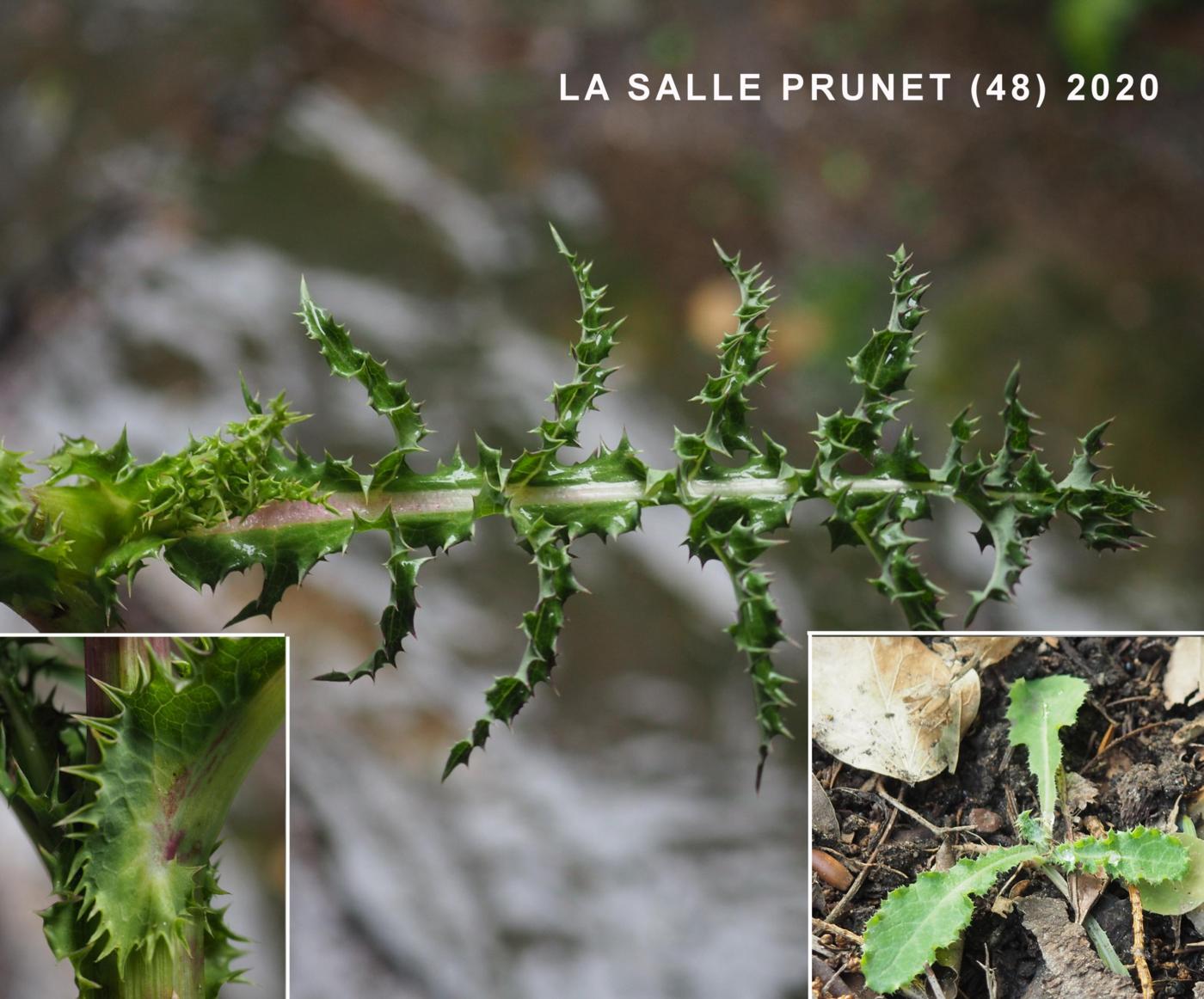 Sow-thistle, Prickly leaf